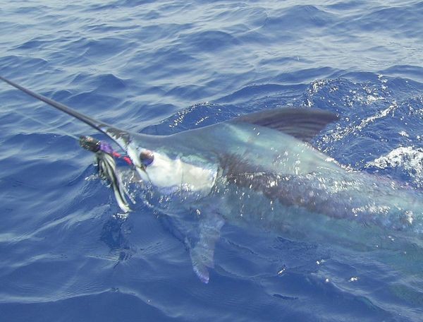 31/08 blue marlin Cavalier & Blue Marlin Sport Fishing Gran Canaria