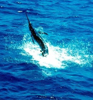 13/02 jumping marlin Cavalier & Blue Marlin Sport Fishing Gran Canaria