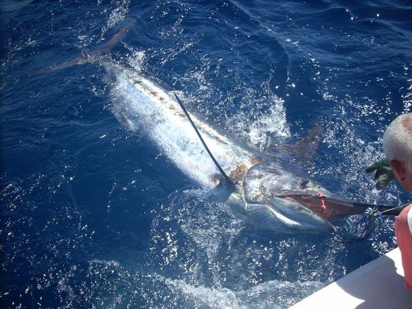 05/07 blue marlin Cavalier & Blue Marlin Sport Fishing Gran Canaria