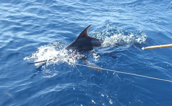 nearly tagged Cavalier & Blue Marlin Sport Fishing Gran Canaria