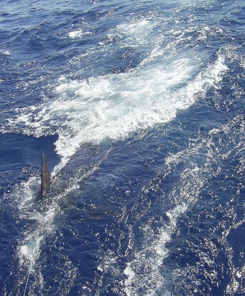 30/07 blue marlin Cavalier & Blue Marlin Sport Fishing Gran Canaria