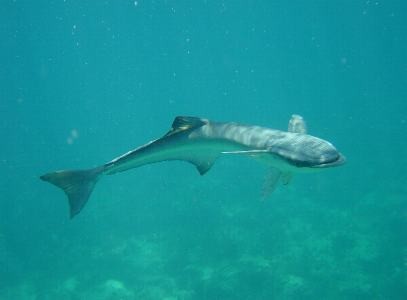 Shark sucker Cavalier & Blue Marlin Sport Fishing Gran Canaria