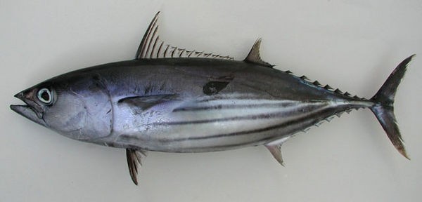 Thunfisch-Skipjack Cavalier & Blue Marlin Sport Fishing Gran Canaria