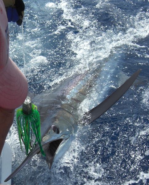 04/07 blue marlin Cavalier & Blue Marlin Sport Fishing Gran Canaria