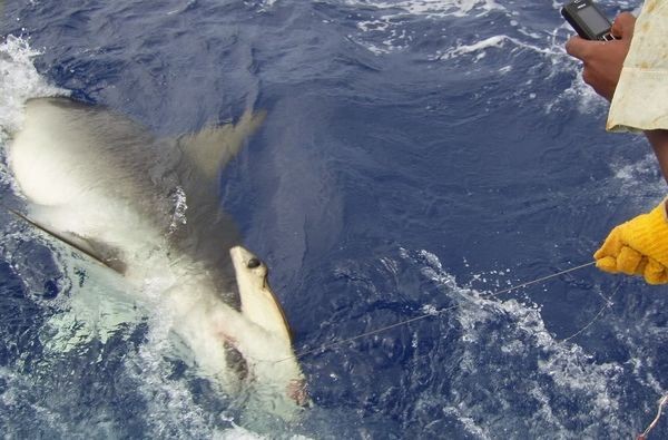 Hammerhead Shark Cavalier & Blue Marlin Sport Fishing Gran Canaria