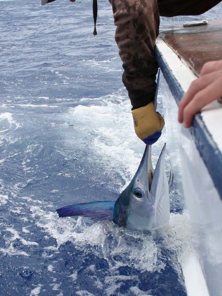 Tagga och släpp Cavalier & Blue Marlin Sport Fishing Gran Canaria