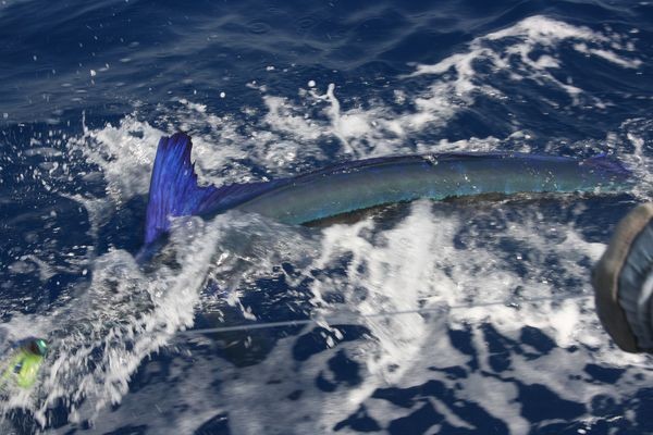 RUHIGER FISCHTAG Nicht jeder Tag kann gleich sein. Und Cavalier & Blue Marlin Sport Fishing Gran Canaria