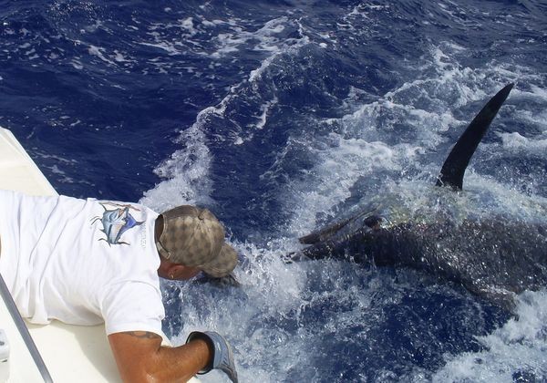 Release Me ? Cavalier & Blue Marlin Sport Fishing Gran Canaria