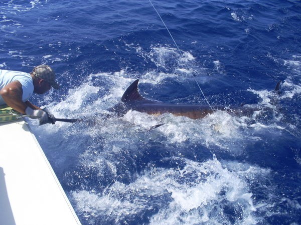 släpp mig 2 Cavalier & Blue Marlin Sport Fishing Gran Canaria