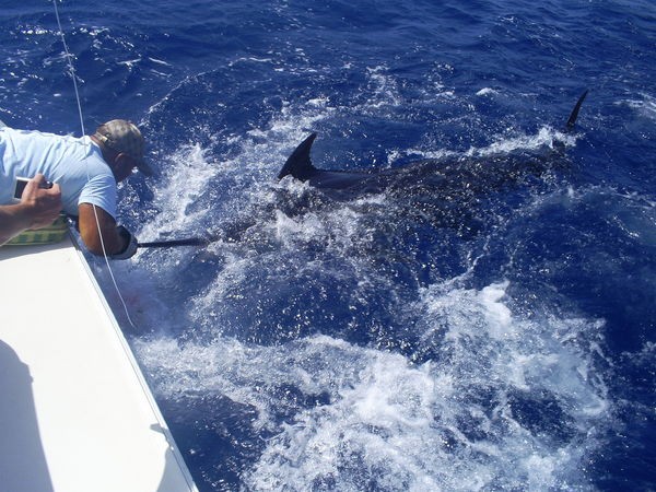 släpp mig 3 Cavalier & Blue Marlin Sport Fishing Gran Canaria