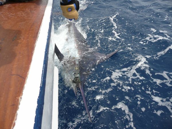 04/09 Blue Marlin Cavalier & Blue Marlin Sportfischen Gran Canaria