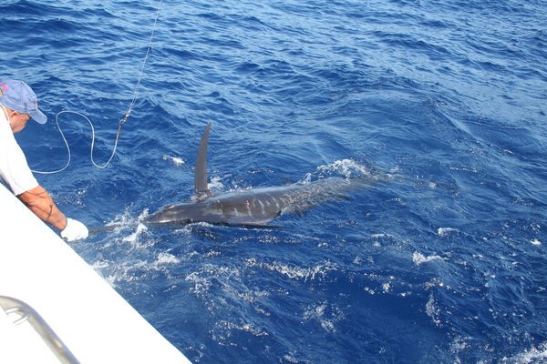 Tag & Release Cavalier & Blue Marlin Sportfischen Gran Canaria