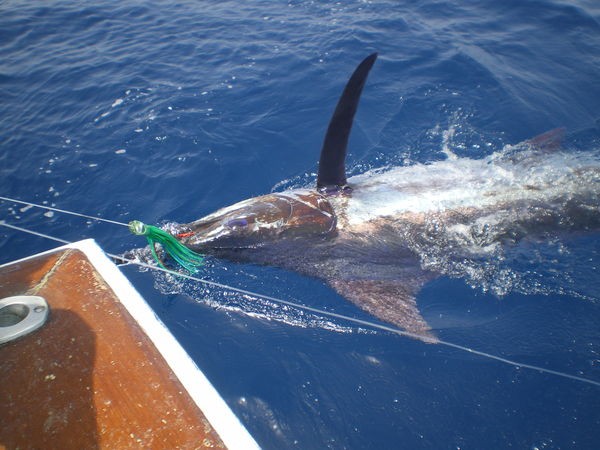 23/06 Marlin azul Pesca Deportiva Cavalier & Blue Marlin Gran Canaria