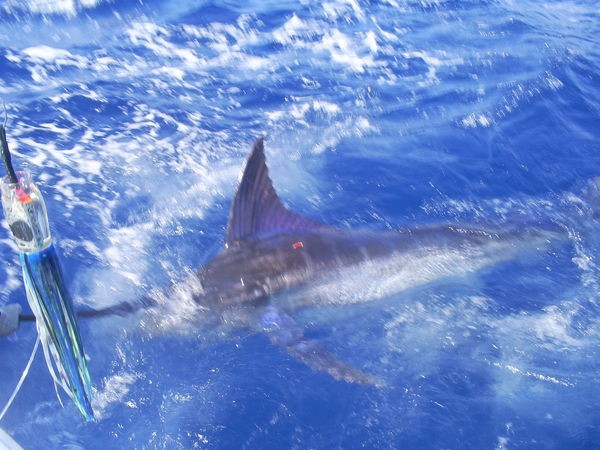 250 & 500 lbs Marlin Cavalier & Blue Marlin Sport Fishing Gran Canaria