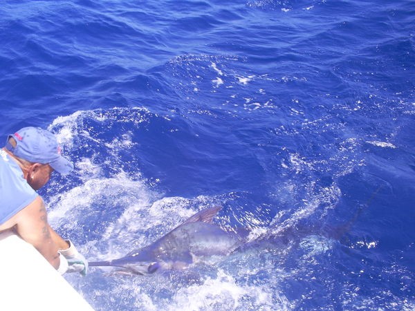 Blue Marlin 110 kg Cavalier & Blue Marlin Sport Fishing Gran Canaria