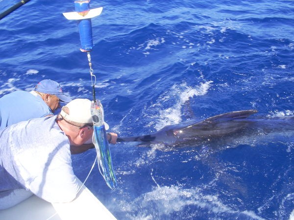 Tagged and Released Cavalier & Blue Marlin Sport Fishing Gran Canaria