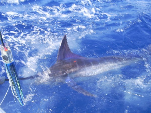 Tagged & Released Cavalier & Blue Marlin Sport Fishing Gran Canaria