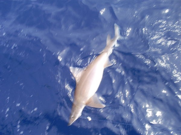 Tope Cavalier & Blue Marlin Sportfischen Gran Canaria