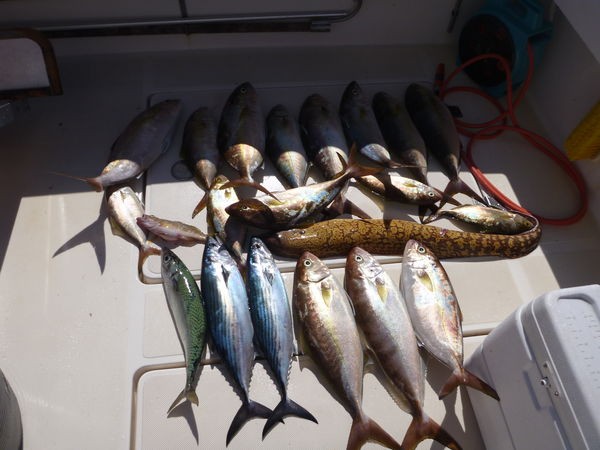 goog fiske Cavalier & Blue Marlin Sport Fishing Gran Canaria