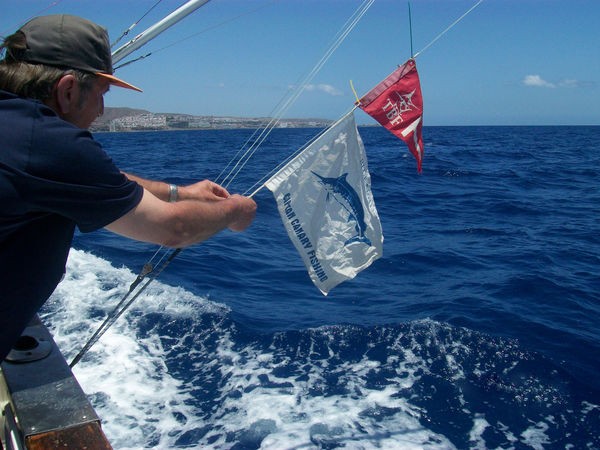 Tagged & Released Cavalier & Blue Marlin Sport Fishing Gran Canaria