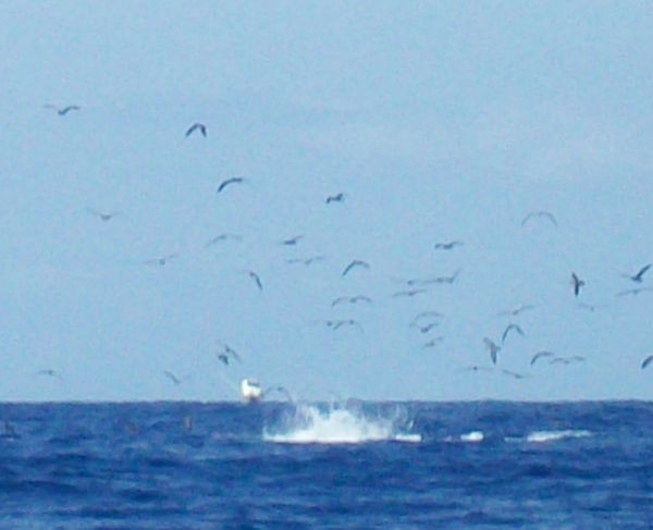 Beautiful jumps Cavalier & Blue Marlin Sport Fishing Gran Canaria