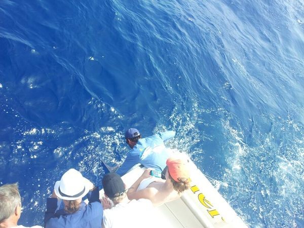 Blue Marlin 220 kg Cavalier & Blue Marlin Sport Fishing Gran Canaria