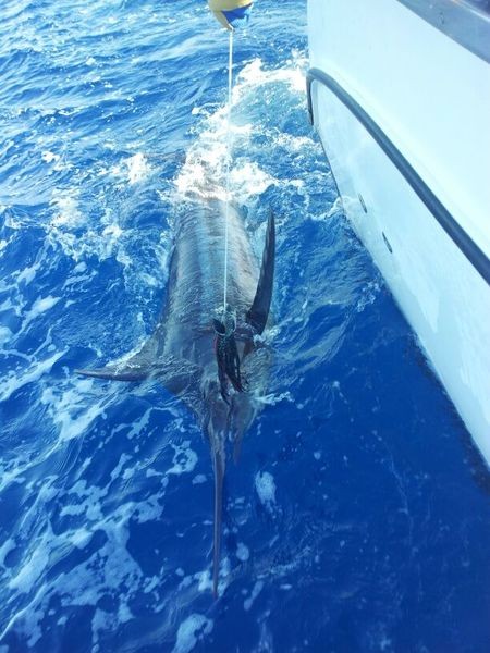 Blue Marlin ready for release Cavalier & Blue Marlin Sport Fishing Gran Canaria