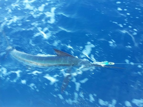 White Marlin released by Trond Henriksen from Norway Cavalier & Blue Marlin Sport Fishing Gran Canaria