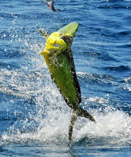 Die zunehmende Versauerung des Ozeans führt bei Fischen zu Angstzuständen Cavalier & Blue Marlin Sport Fishing Gran Canaria