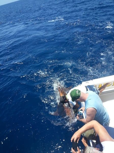 Blue Marlin caught by Thobias Uvestedt from Sweden Cavalier & Blue Marlin Sport Fishing Gran Canaria