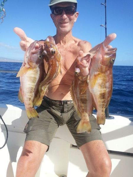 Comber fish Cavalier & Blue Marlin Sport Fishing Gran Canaria