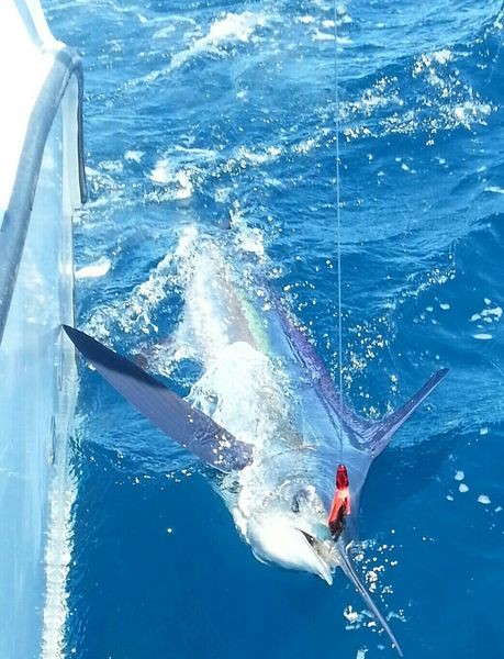 White Marlin released by Ruud Sormani from Holland Cavalier & Blue Marlin Sport Fishing Gran Canaria