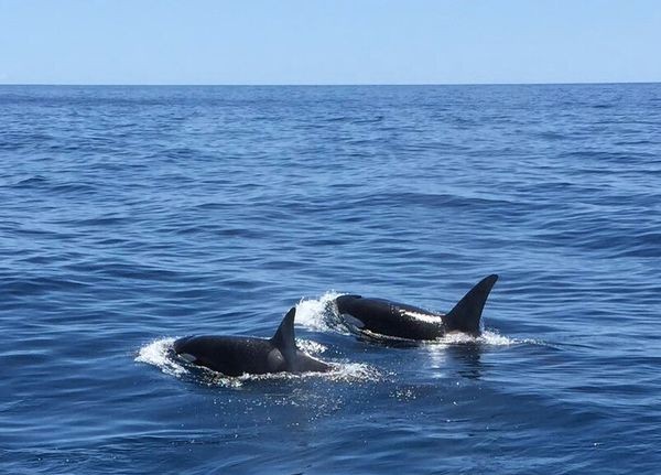 Orcas Cavalier & Blue Marlin Sport Fishing Gran Canaria