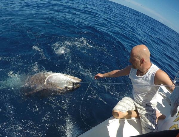 250 kg Blåfenad tonfisk fångad och släppt av Matthew från Sverige Cavalier & Blue Marlin Sport Fishing Gran Canaria