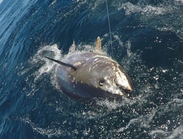 Blauflossenthunfisch Cavalier & Blue Marlin Sport Fishing Gran Canaria