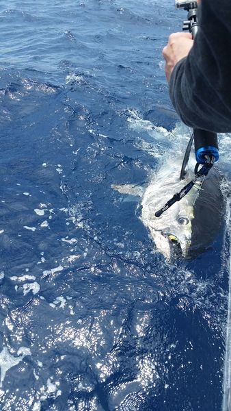280 kilo blåfenad, fångad och släppt av Cees Pipping från Holland Cavalier & Blue Marlin Sport Fishing Gran Canaria