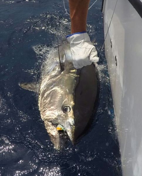 280 kg Bluefin - Bluefin caught and released by Cees Pipping from Holland Cavalier & Blue Marlin Sport Fishing Gran Canaria