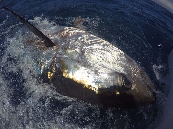240 kg Bluefin Tuna Cavalier & Blue Marlin Sport Fishing Gran Canaria