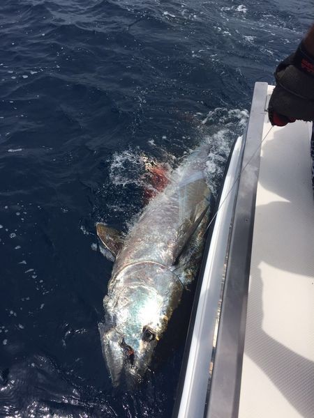 320 kg Bluefin Tuna - 320 kgg Bluefin Tuna released by James Hopkins Cavalier & Blue Marlin Sport Fishing Gran Canaria