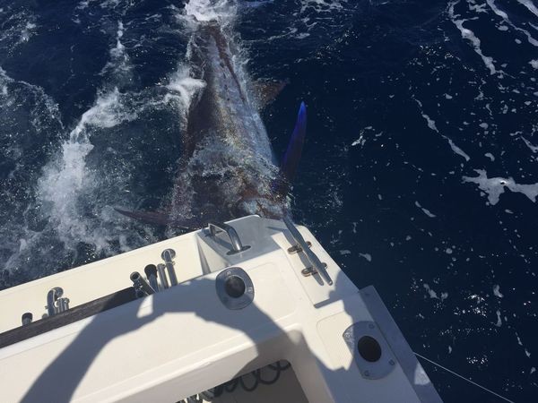 250 kg Blue Marlin tagged and released Cavalier & Blue Marlin Sport Fishing Gran Canaria
