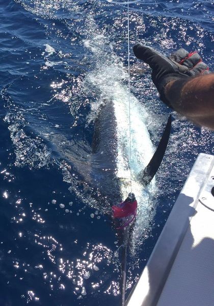 240 lb Blue Marlin släppt av Oscar Storm från Holland Cavalier & Blue Marlin Sport Fishing Gran Canaria