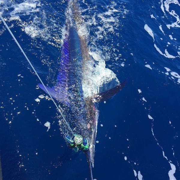 Spearfish Photo 7766 Cavalier & Blue Marlin Sport Fishing Gran Canaria