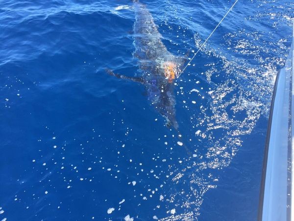 600 lbs Blue Marlin  released by Werner Völler from Germany Cavalier & Blue Marlin Sport Fishing Gran Canaria