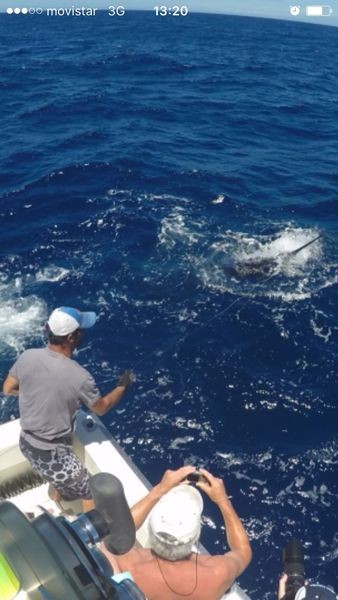 Blue Marlin: marlín azul capturado y liberado por Peter Schuurbiers de Holanda Cavalier & Blue Marlin Sport Fishing Gran Canaria