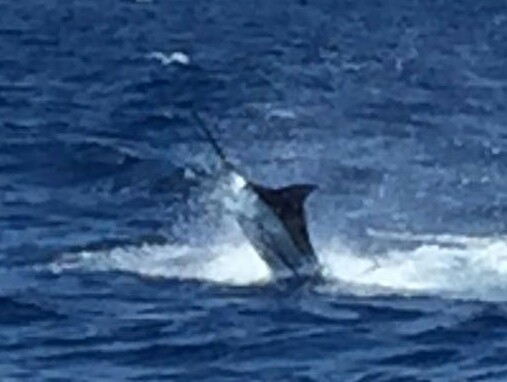 Großer Sprung Cavalier & Blue Marlin Sport Fishing Gran Canaria
