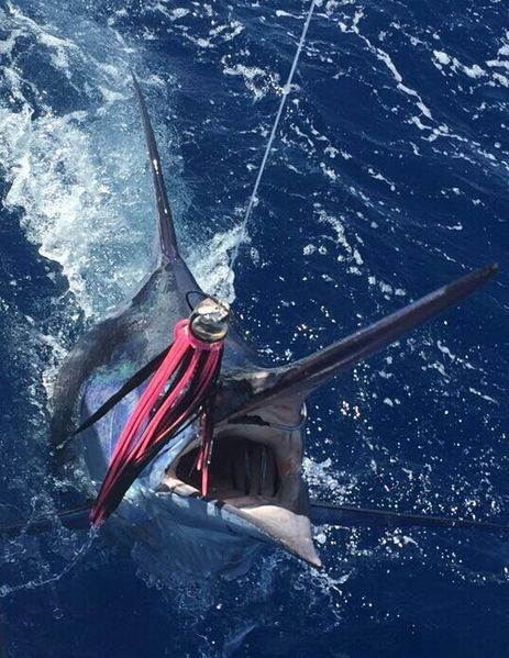Blue Marlin caught by Henk Wijtman from Belgium Cavalier & Blue Marlin Sport Fishing Gran Canaria