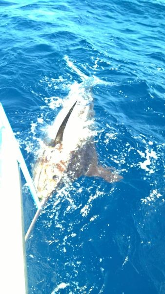 340 kg Blue Marlin markiert und freigegeben von Magnus Grehardsson aus Schweden Cavalier & Blue Marlin Sport Fishing Gran Canaria