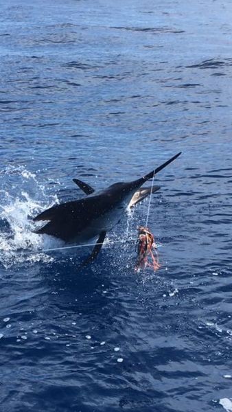 160 kg / 350 libras de aguja azul Cavalier & Blue Marlin Sport Fishing Gran Canaria