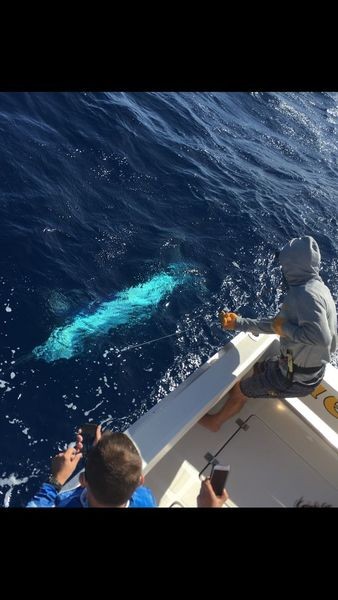 300 kg Aguja azul - Marlín azul 660 libras Cavalier & Blue Marlin Sport Fishing Gran Canaria