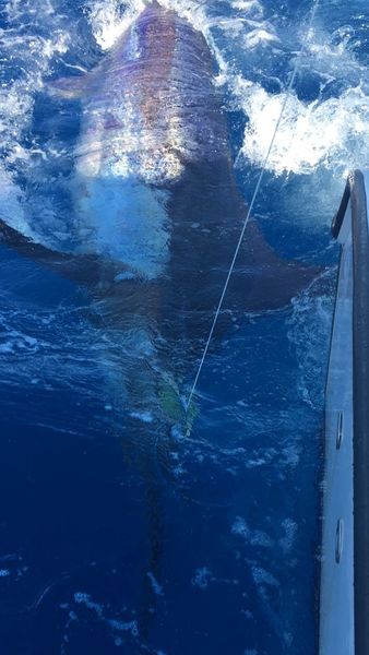 280 kg Blue Marlin Cavalier & Blue Marlin Sportfischen Gran Canaria